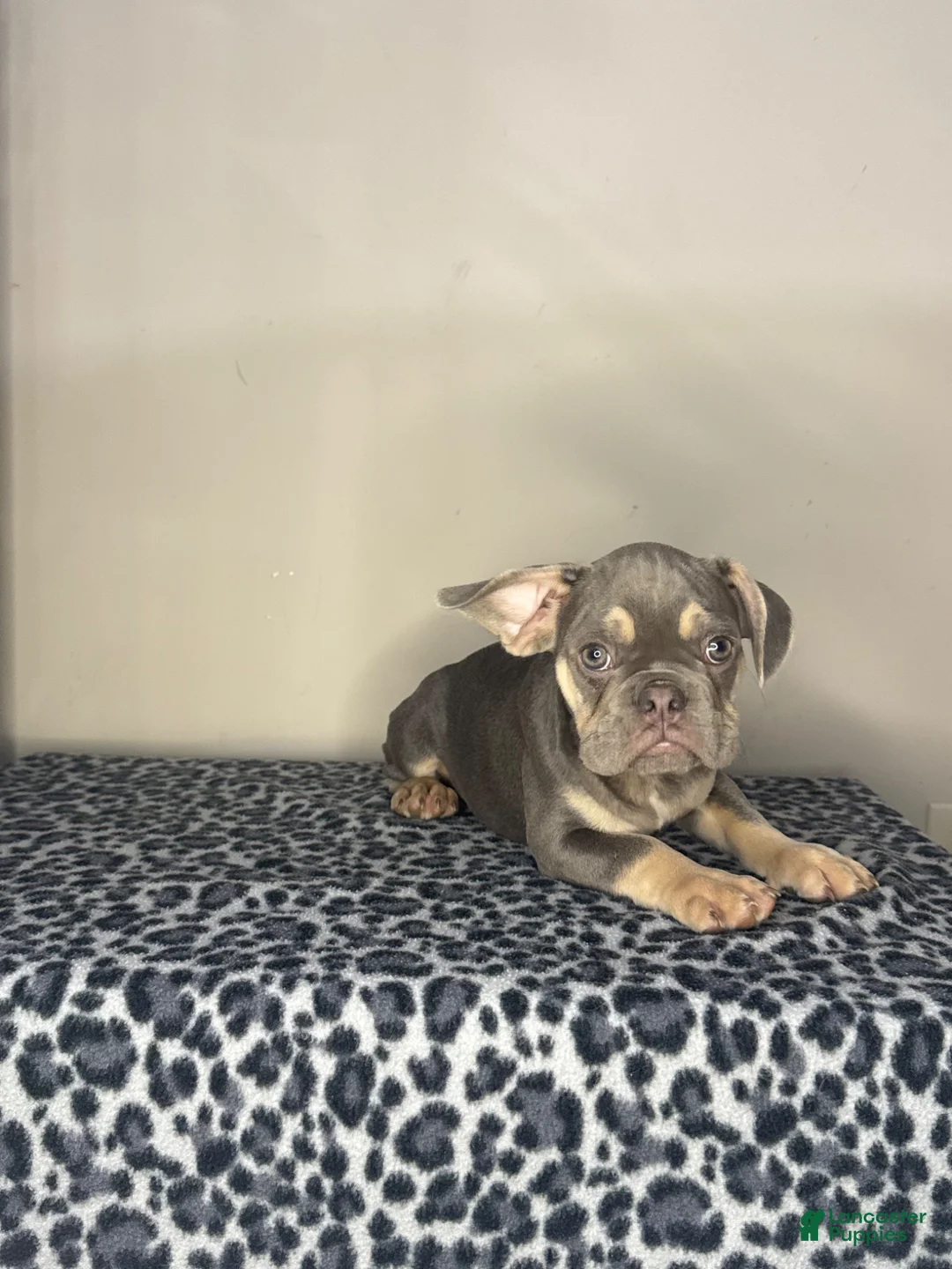 French Bulldog dogs for sale: French Bulldog 3 - Ad 2