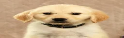 Golden Retriever dogs for sale: Glen - Ad 9