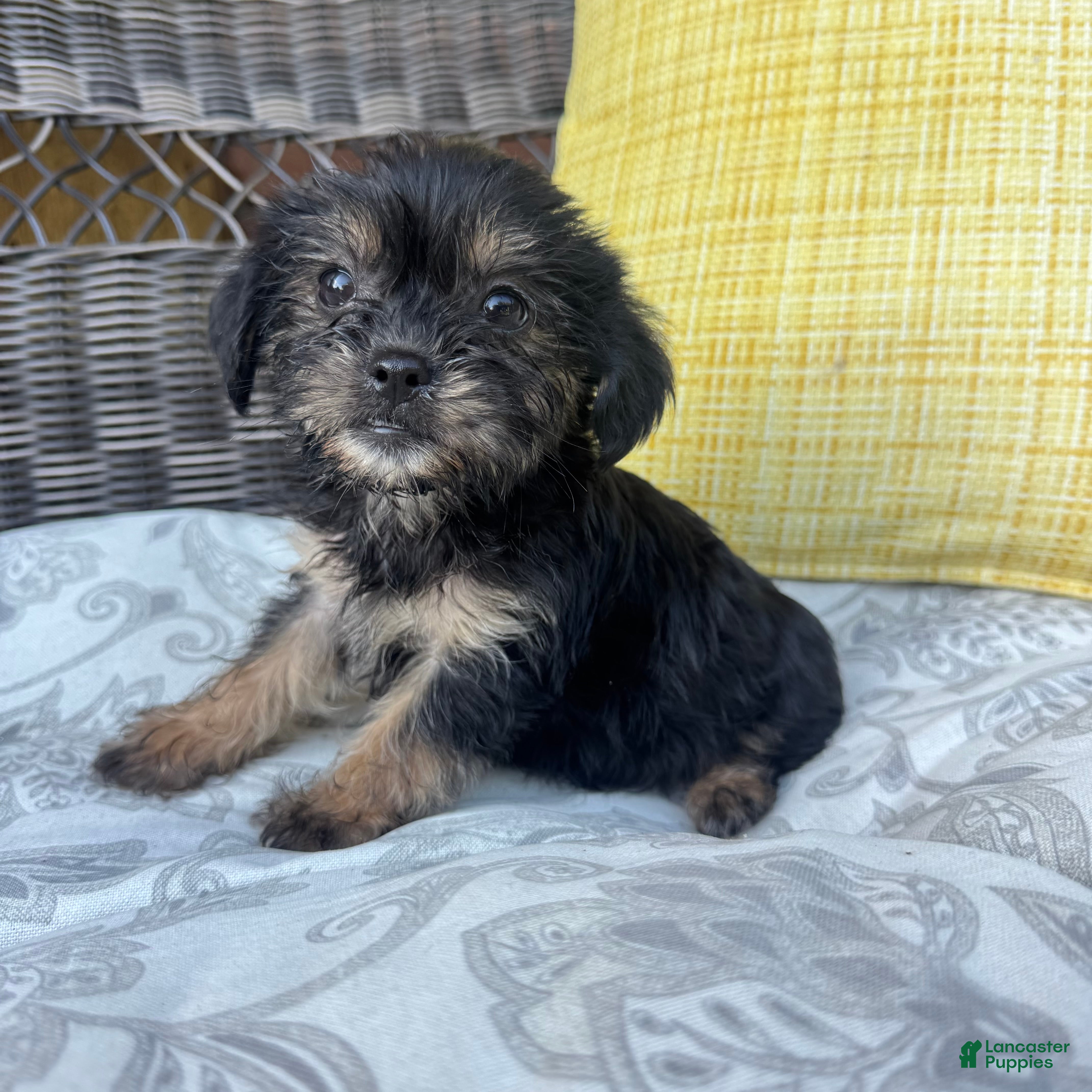 Shorkie dogs Monica - Ad 22