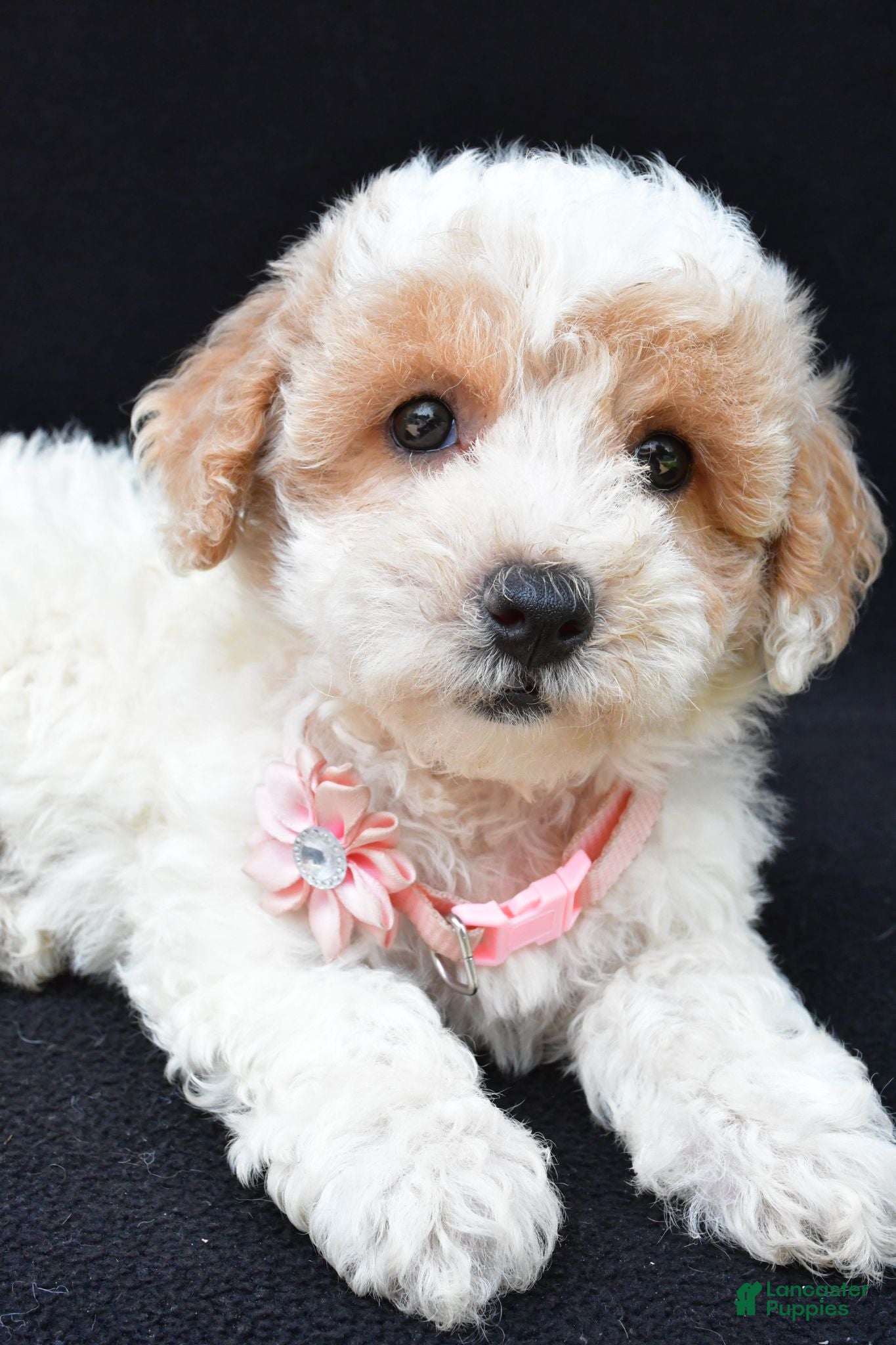 Maltipoo dogs Layla - Ad 2