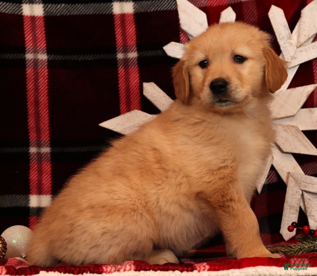 Golden Retriever dogs for sale: Donner - Ad 4