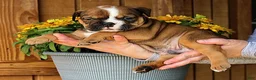 Olde English Bulldogge dogs for sale: Ridge - Ad 1
