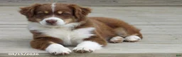 Australian Shepherd dogs for sale: Tinker - Ad 4