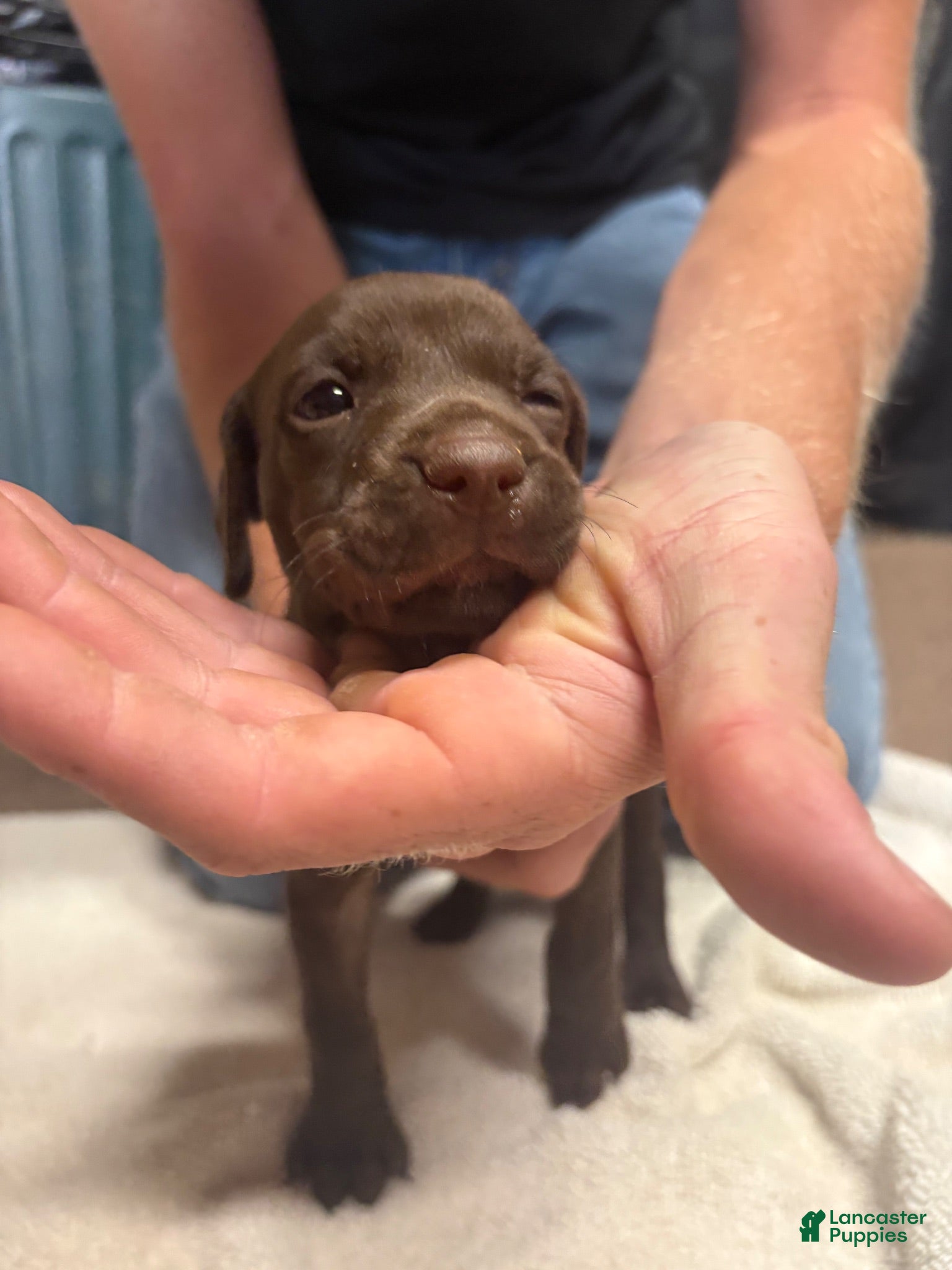 German Shorthaired Pointer dogs German Shorthaired Pointer female liver 3 - Ad 13