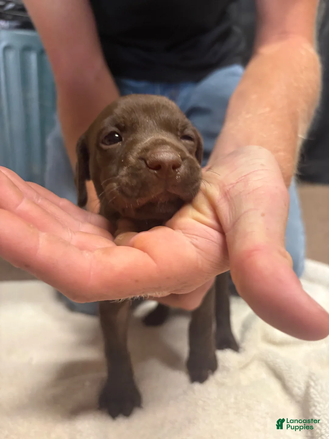 German Shorthaired Pointer dogs for sale: German Shorthaired Pointer female liver 3 - Ad 1