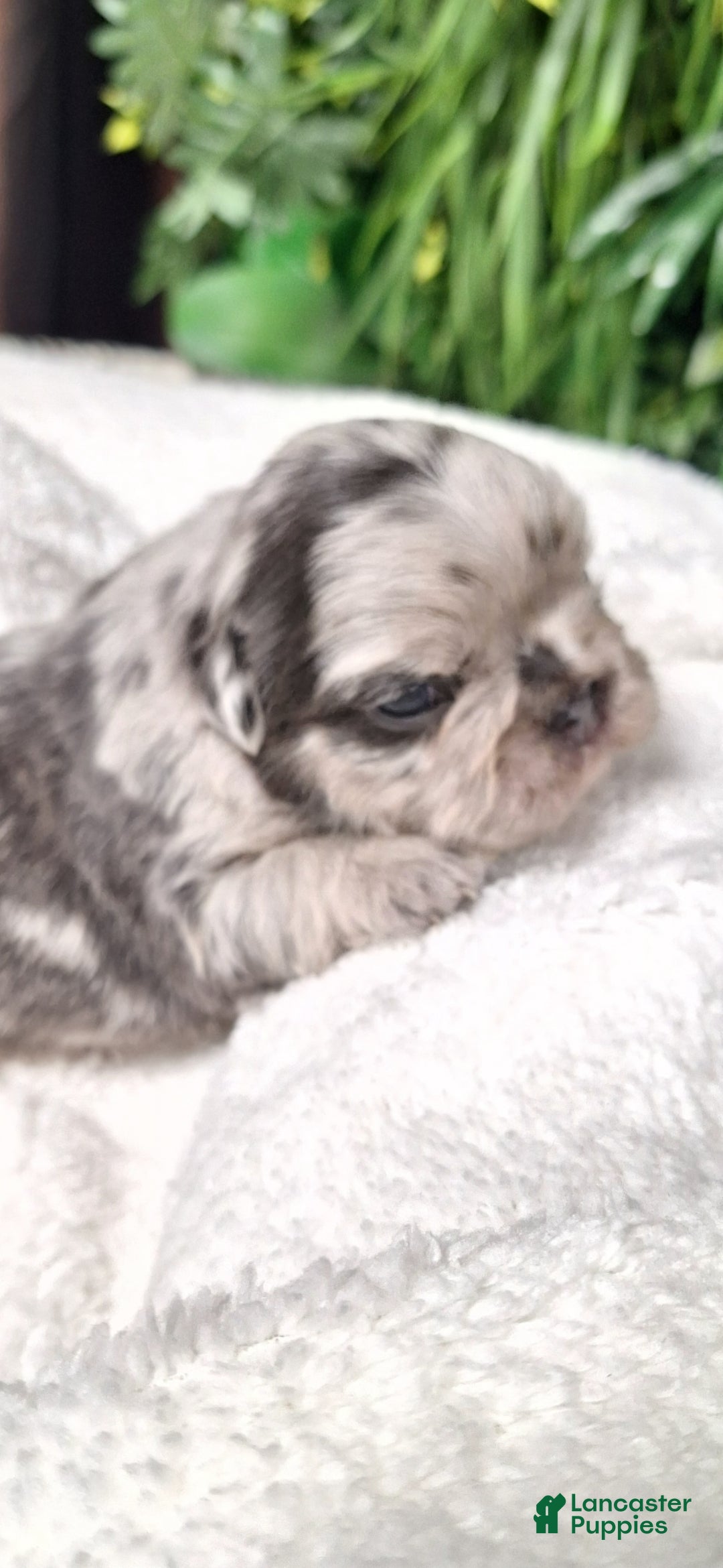 French Bulldog dogs for sale: Tim - Ad 1