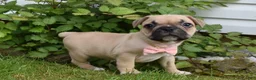 Frug dogs for sale: Lilly  - Ad 3