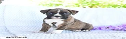 Boxer dogs for sale: Captain - Ad 1