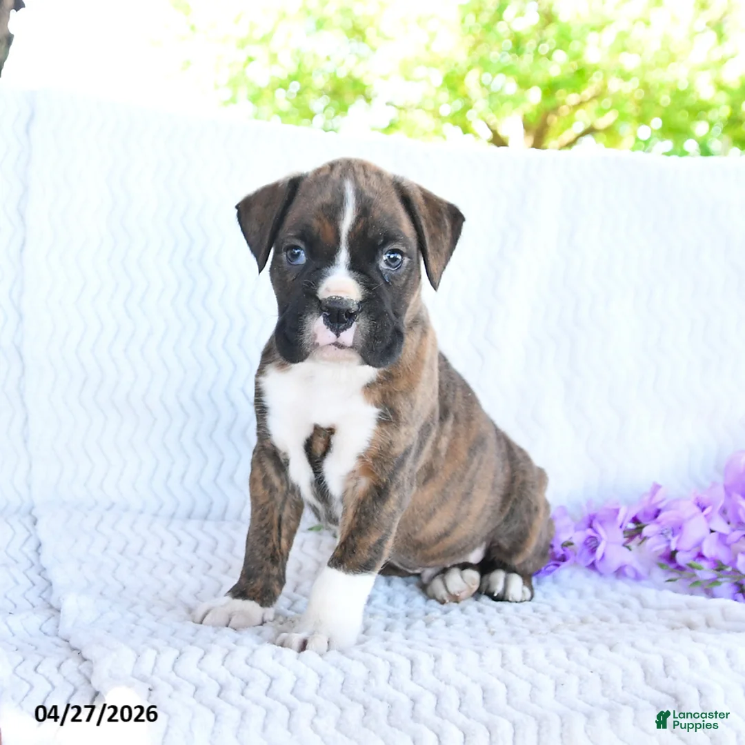 Boxer dogs for sale: Captain - Ad 1