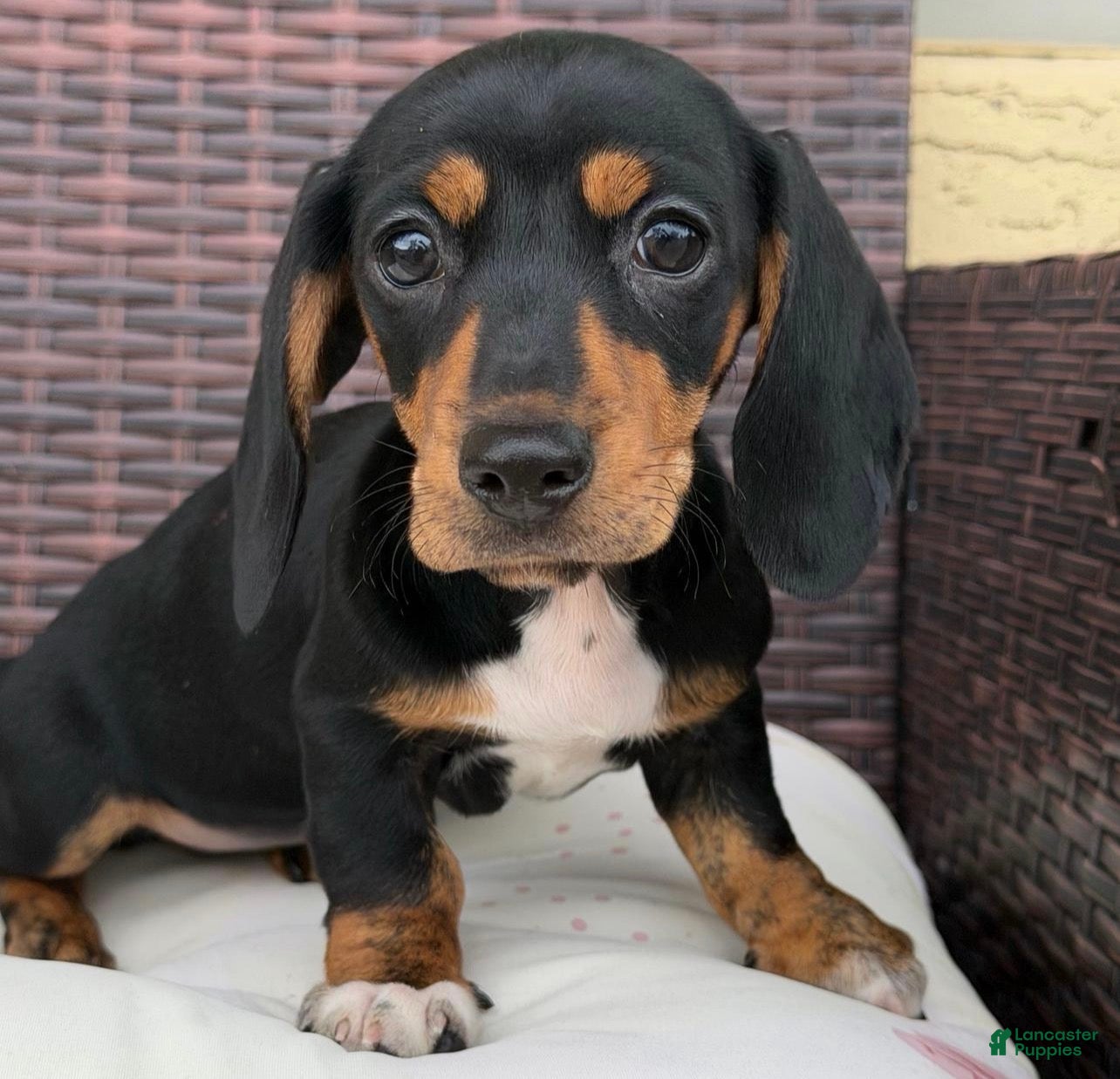 Dachshund dogs Katherina  - Ad 13