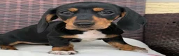 Dachshund dogs for sale: Katherina  - Ad 1