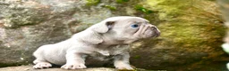 French Bulldog dogs for sale: French Bulldog 1 - Ad 3