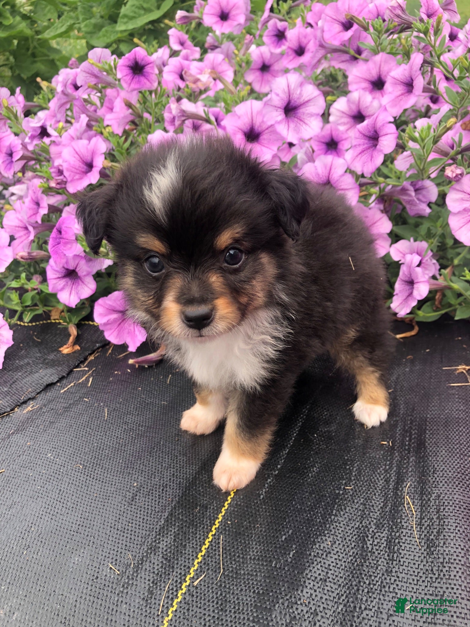 Toy Australian Shepherd dogs Arrow - Ad 1