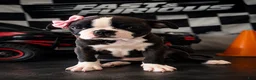 Mixed Breed dogs for sale: Boston terrier pug - Ad 1