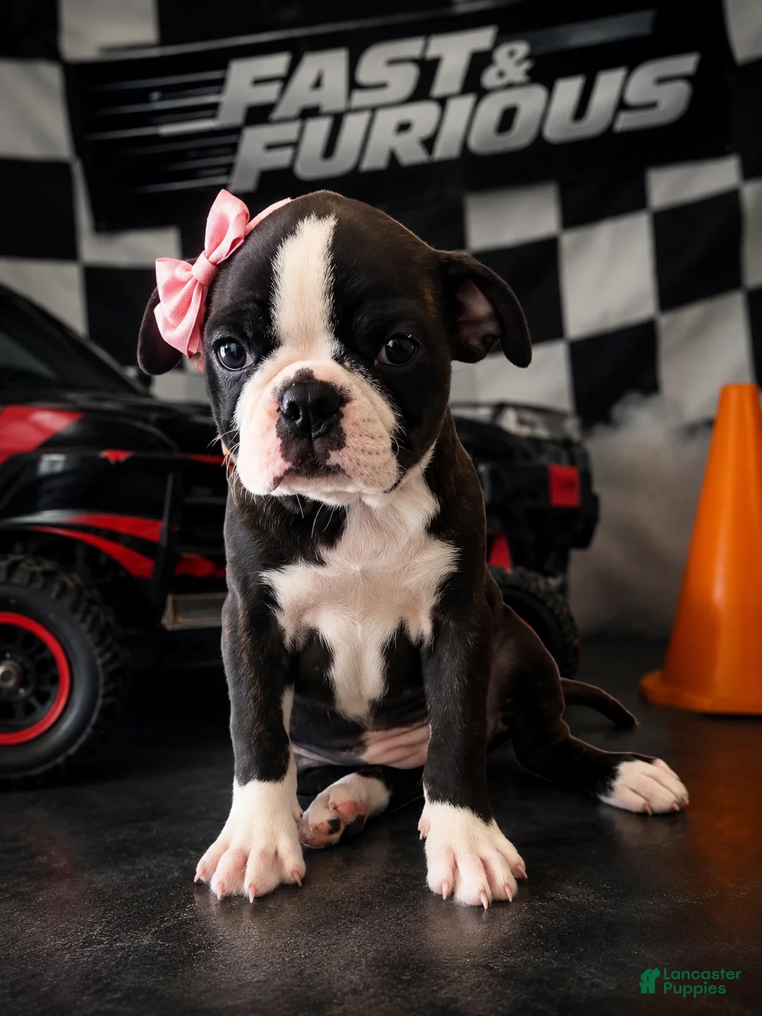 Mixed Breed dogs for sale: Boston terrier pug - Ad 1