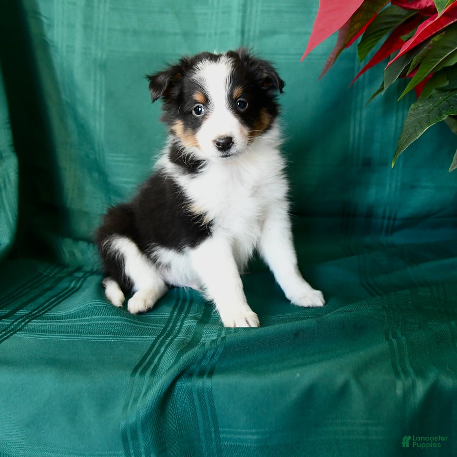 Shetland Sheepdog dogs Kyle - Ad 1