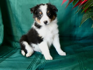 Shetland Sheepdog dogs Kyle - Ad 21