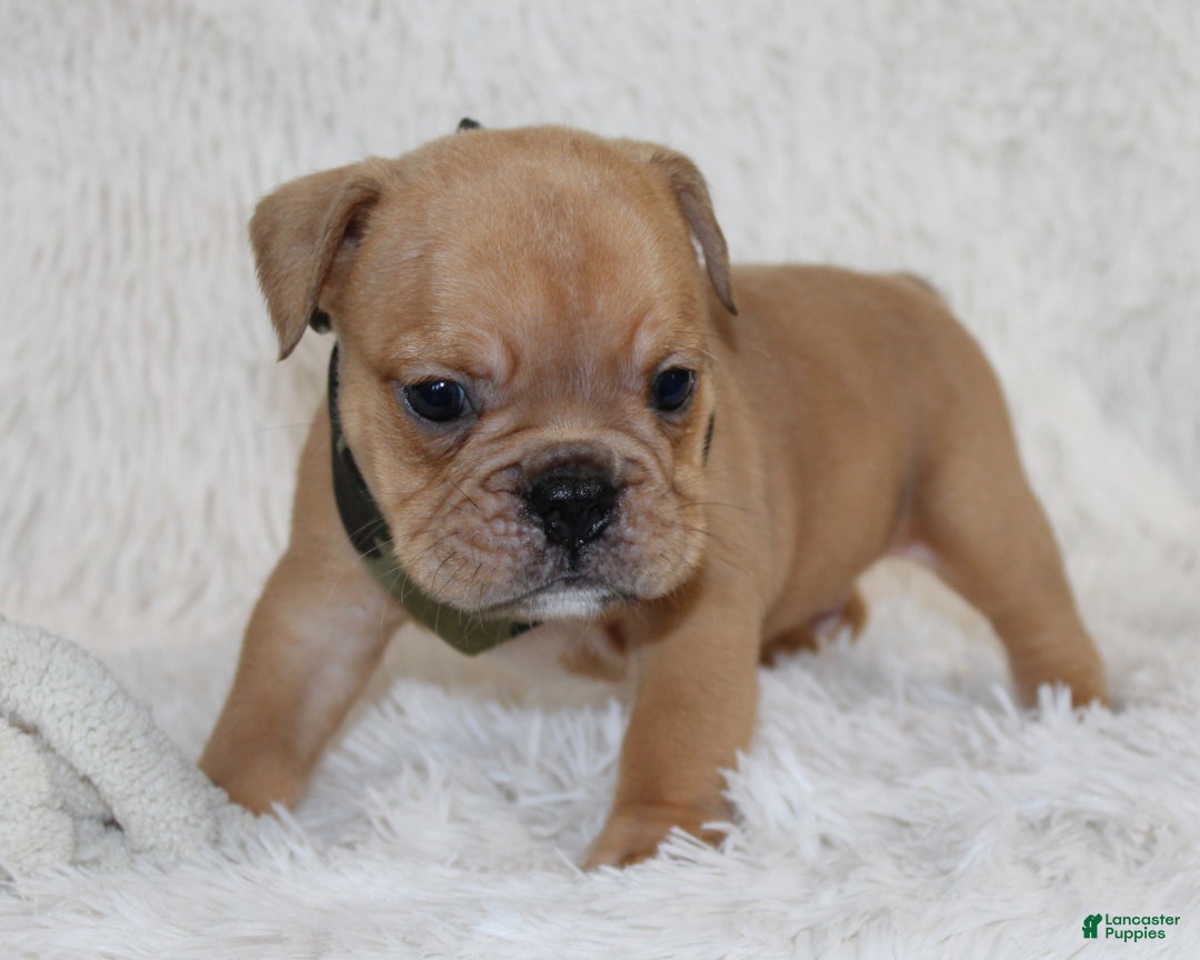 English Bulldog dogs for sale: Polo - Ad 9
