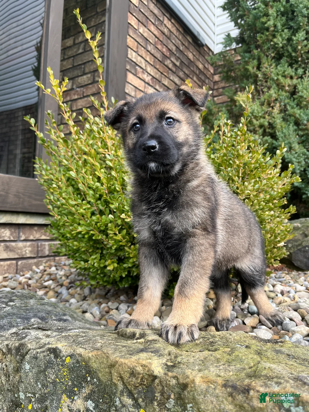 German Shepherd dogs for sale: Tessa - Ad 3