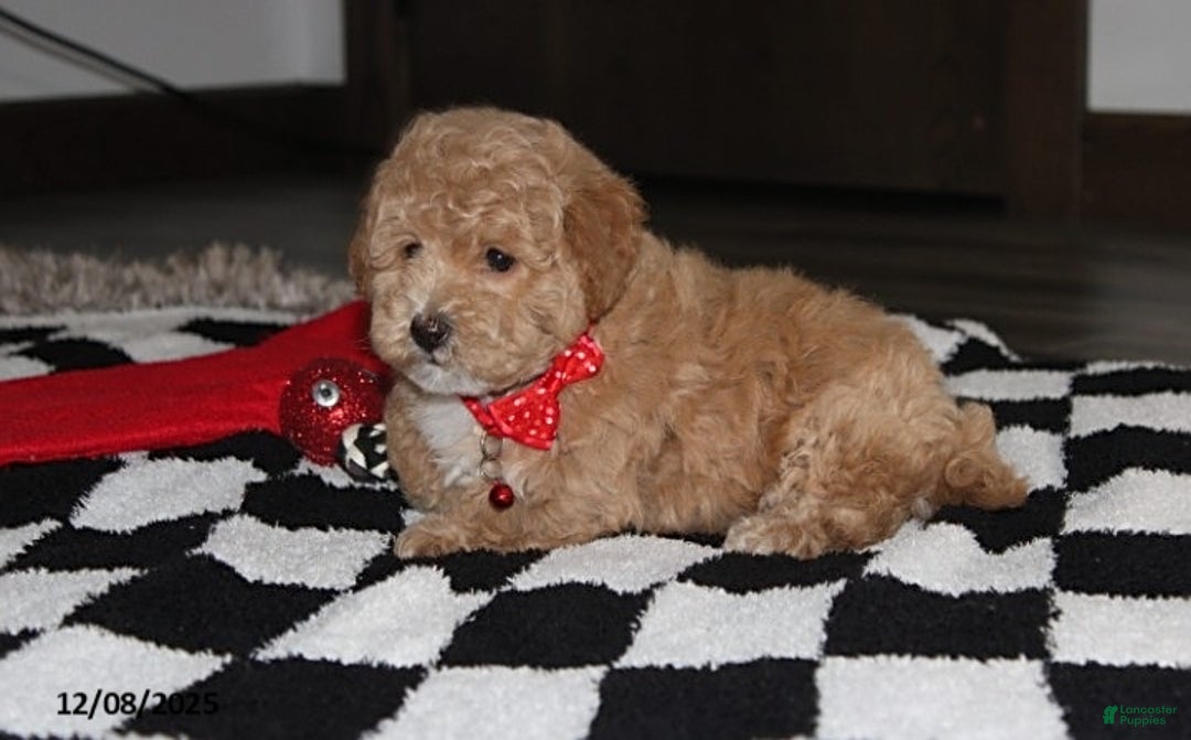 Bichpoo dogs for sale: Sammy - Ad 3