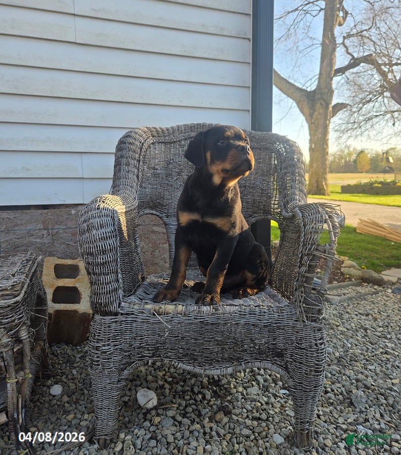 Rottweiler dogs Keith - Ad 1