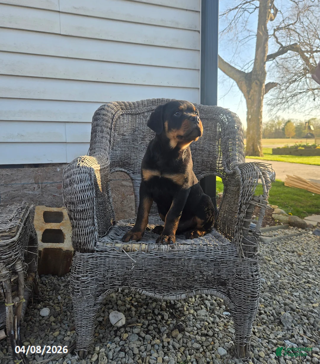 Rottweiler dogs for sale: Keith - Ad 1