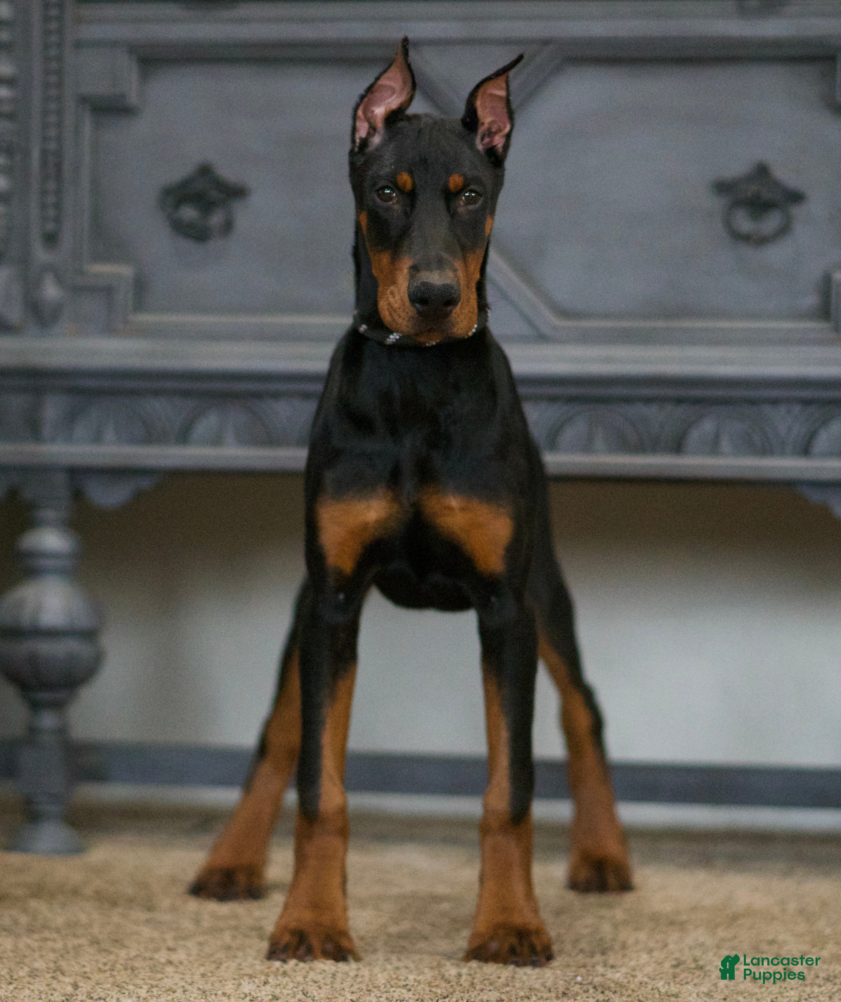 Doberman Pinscher dogs Rushka AKC European Doberman Pinscher HUGE - Ad 2