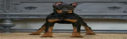 Doberman Pinscher dogs for sale: Rushka AKC European Doberman Pinscher HUGE - Ad 2