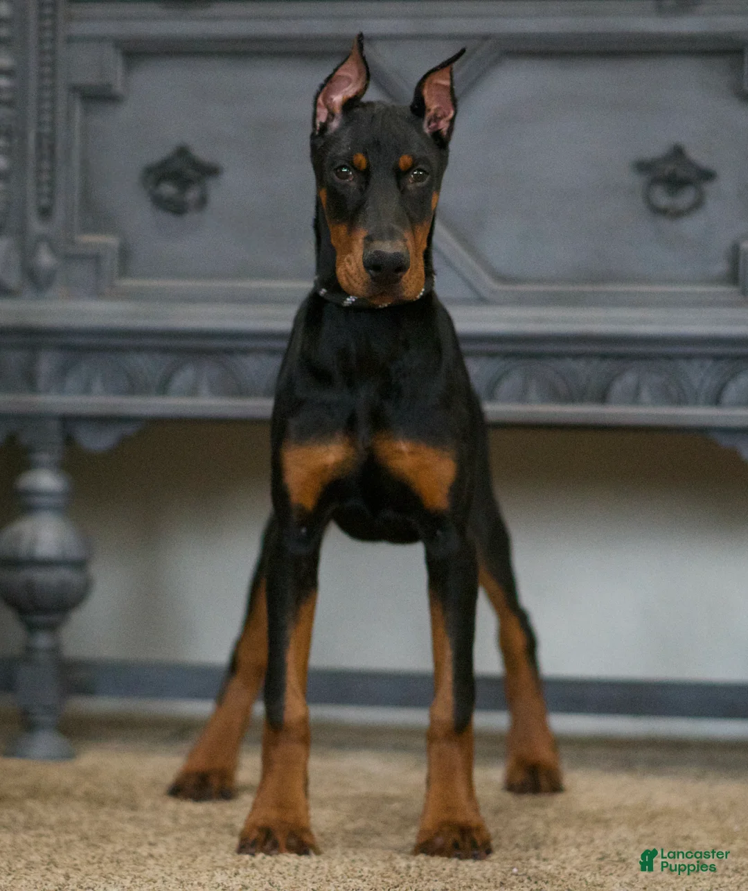 Doberman Pinscher dogs for sale: Rushka AKC European Doberman Pinscher HUGE - Ad 2