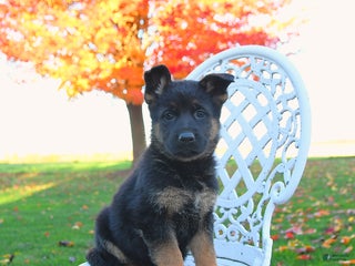 German Shepherd dogs - Ad 41