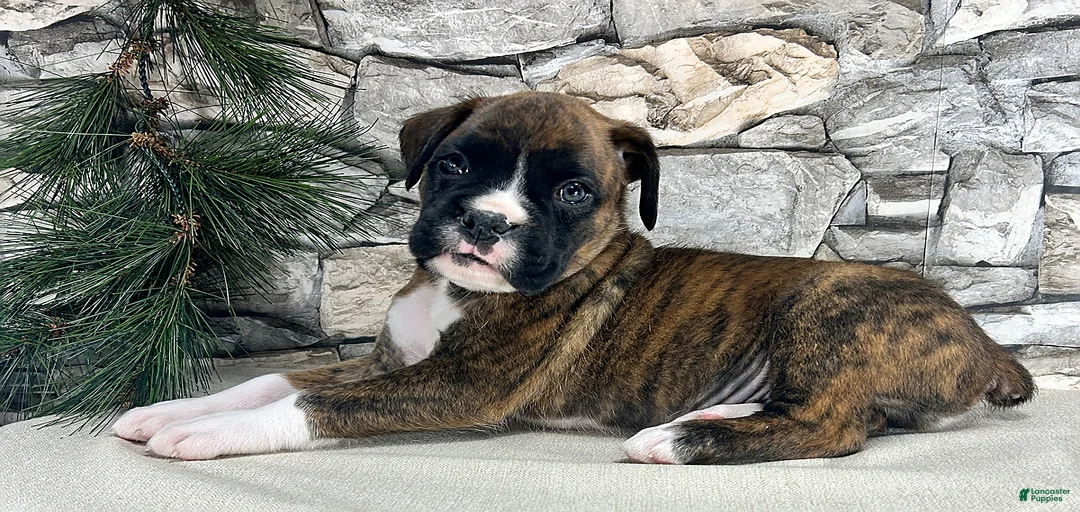 Gallery Image {{count}}