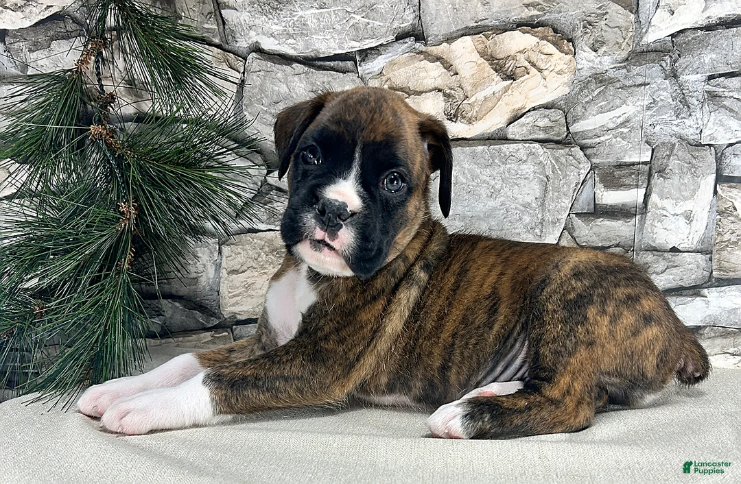 Gallery Image {{count}}