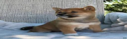 Shiba Inu dogs for sale: Lola - Ad 8