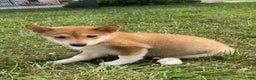 Shiba Inu dogs for sale: Iris - Ad 2