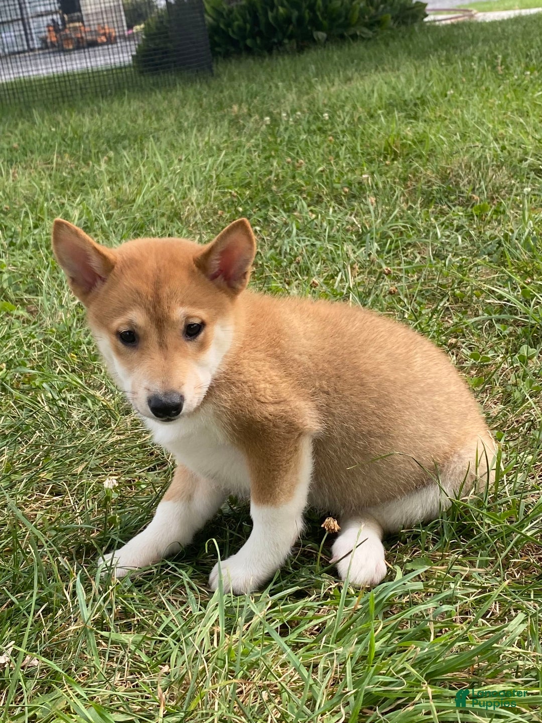 Shiba Inu dogs for sale: Iris - Ad 2