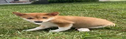 Shiba Inu dogs for sale: Iris - Ad 2