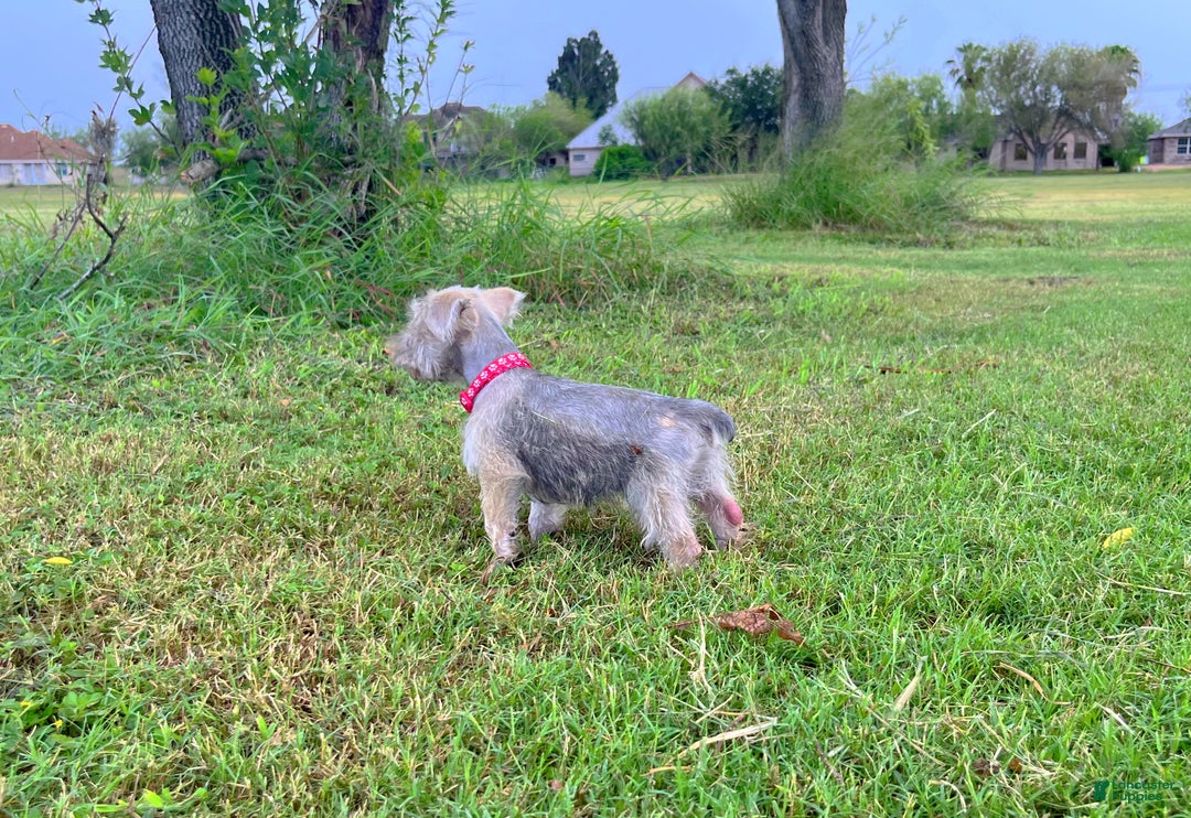 Miniature Schnauzer dogs for sale: Shakespeare  - Ad 2