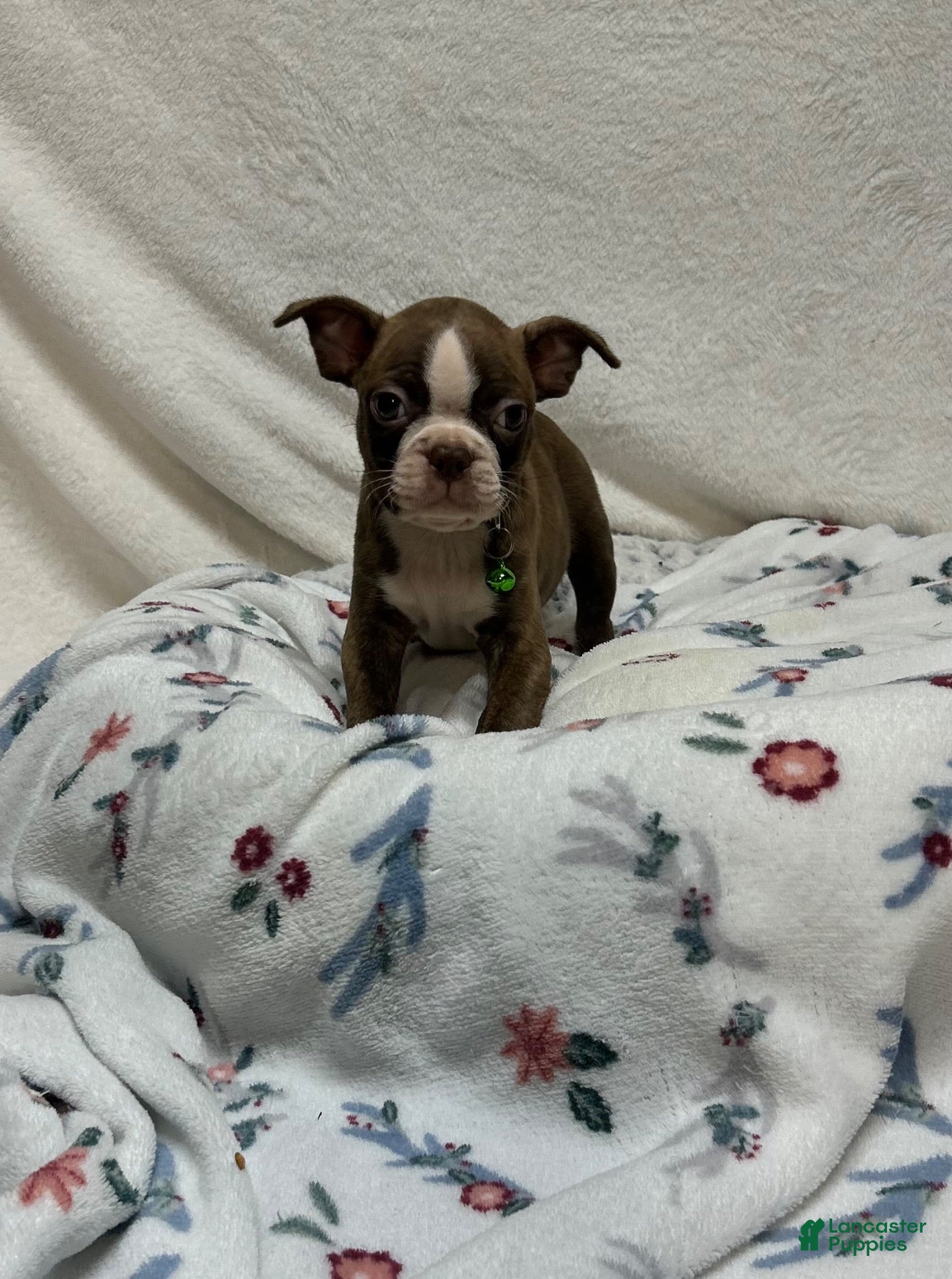 Boston Terrier dogs Boston Terrier 4 - Ad 2