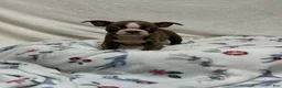 Boston Terrier dogs for sale: Boston Terrier 4 - Ad 2