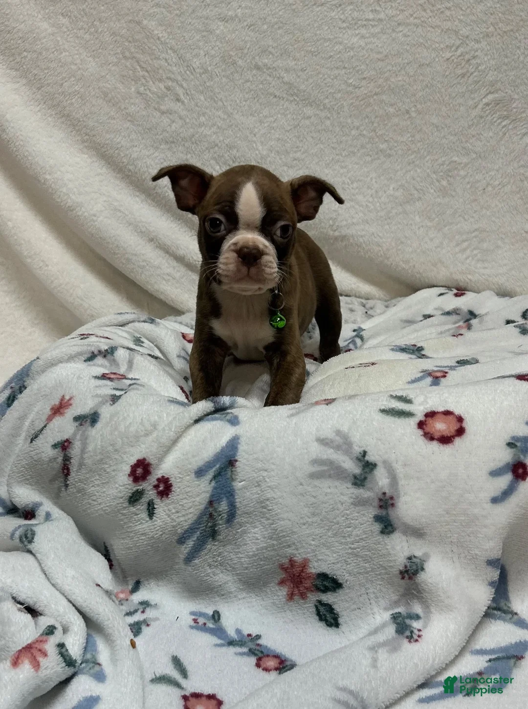 Boston Terrier dogs for sale: Boston Terrier 4 - Ad 2