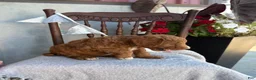 Goldendoodle dogs for sale: Cozette - Ad 5