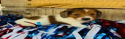 Miniature Dachshund dogs for sale: Jim Beam (Longhair) - Ad 4