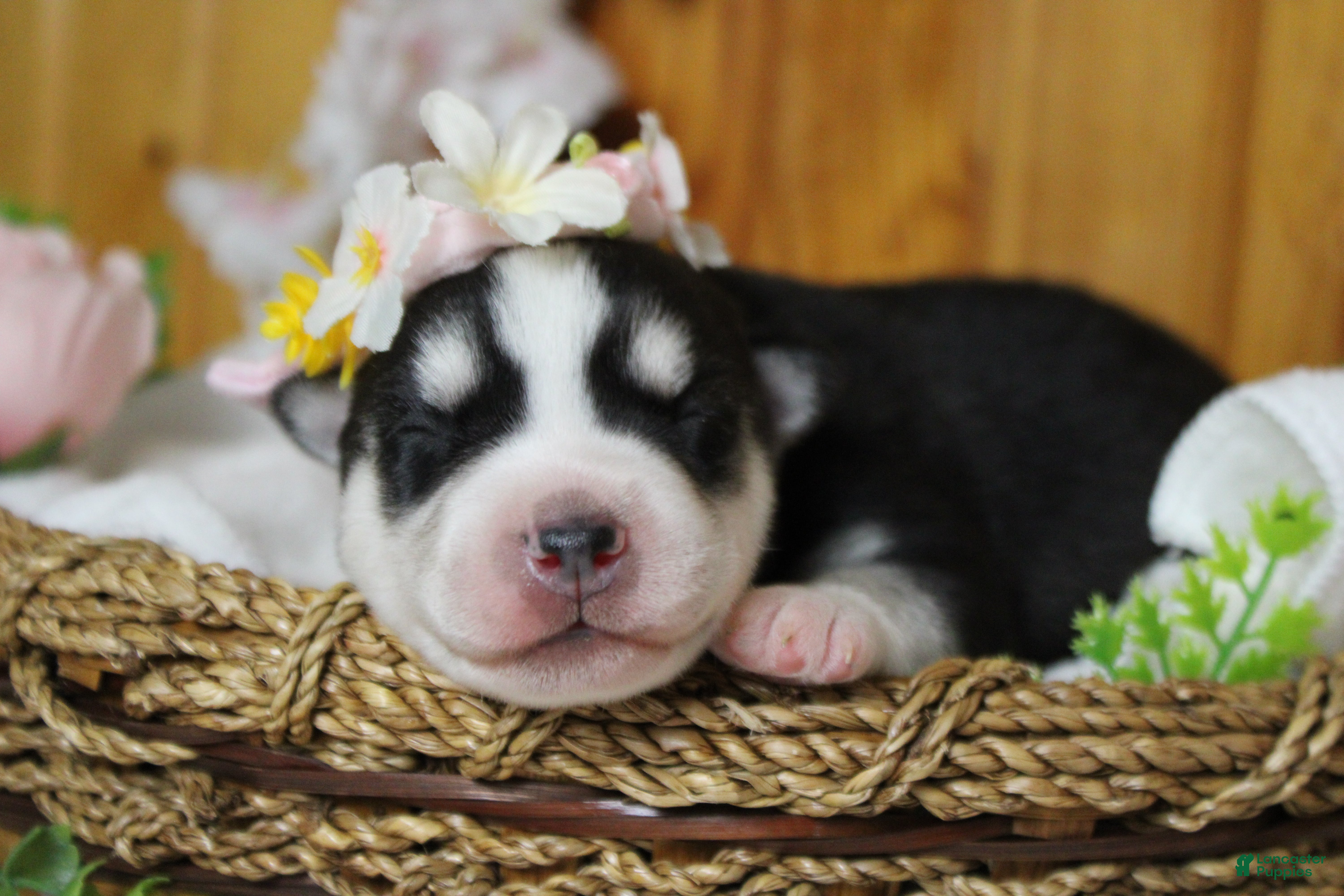 Siberian Husky dogs Sasha  - Ad 2