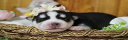 Siberian Husky dogs for sale: Sasha  - Ad 1