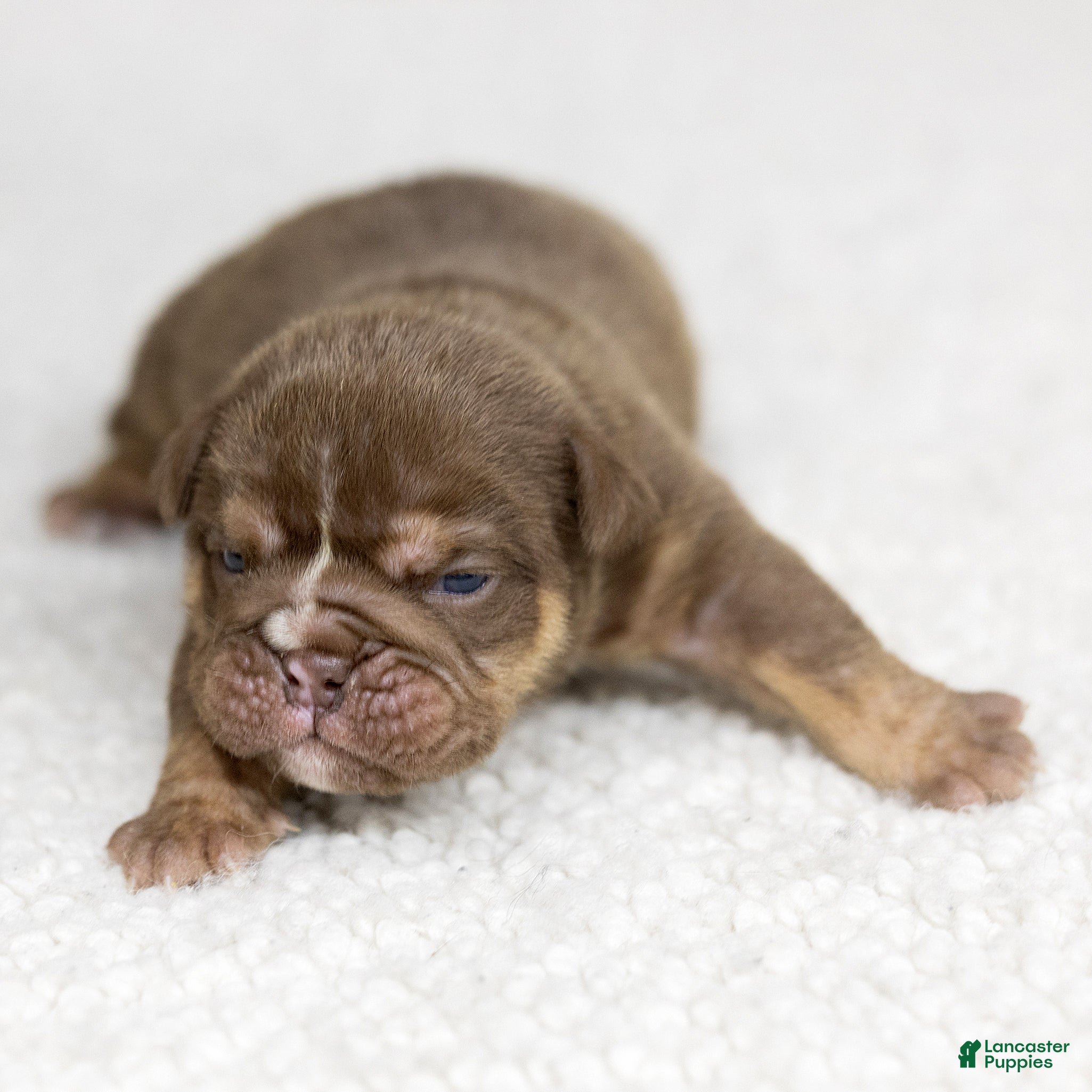 English Bulldog dogs Piper Lou English Bulldog  - Ad 2