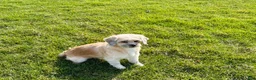 Lhasa Apso dogs for sale: Heather - Ad 3