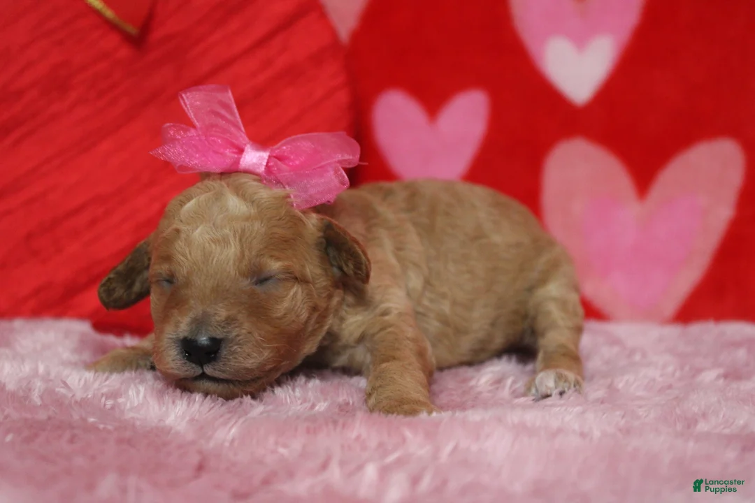 Goldendoodle dogs for sale: Shasta  - Ad 5