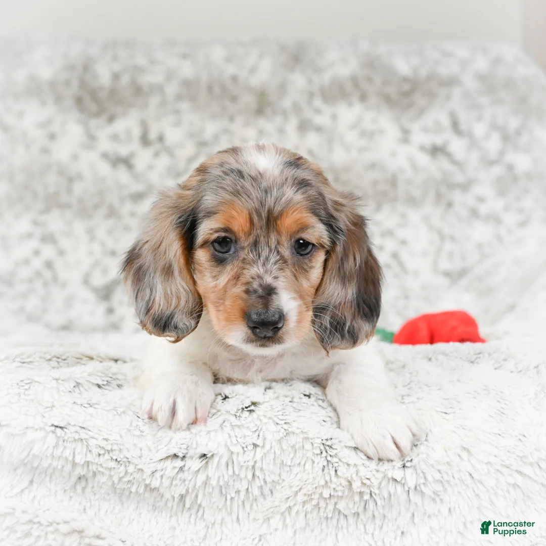 Miniature Dachshund dogs for sale: Charlotte - Ad 7