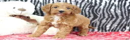 Mini Goldendoodle dogs for sale: Baily - Ad 3