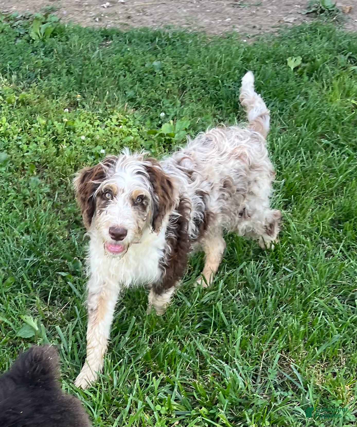 Aussiedoodle dogs Latigo  - Ad 1